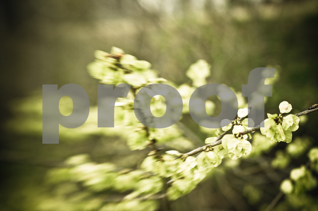 Lensbaby Composer 1